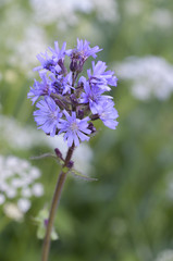 Lactuca alpina / Cicerbita alpina / Laiteron des montagnes
