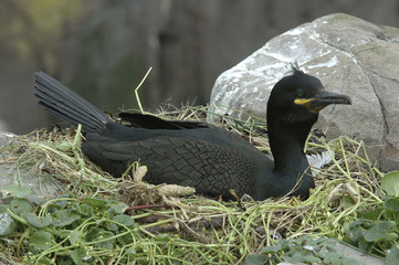 Phalacrocorax aristotelis / Cormoran huppé