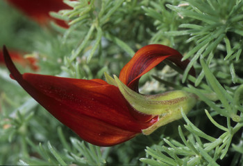 Lotus berthelotii / Lotier de Berthelot / Bec de perroquet