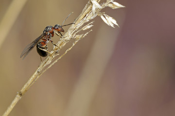 Formica rufa / Fourmi rousse des bois