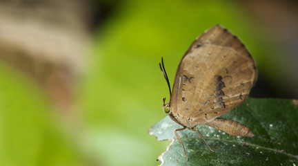 Butterfly, Butterflies feed on green leaf, Common Brownie ( Miletus chinensis )