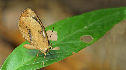 Fototapeta na wymiar Butterfly, Butterflies feed on green leaf, Common Brownie ( Miletus chinensis )