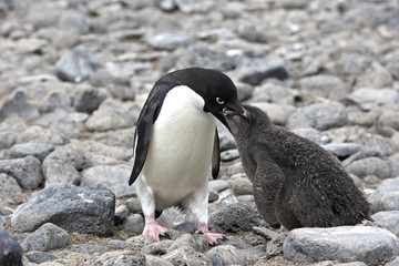 Naklejka premium Pygoscelis adeliae / Manchot d'Adélie