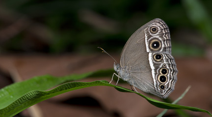 Fototapeta premium Butterfly, Butterflies feed on green leaf, Dark-brand Bushbrown ( Mycalesis mineus )