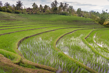 Rice Fields of Bali, Indonesia. Some of the most dramatic and beautiful rice terraces in Bali can be seen around the village of Belimbing in the Tabanan Regency. 