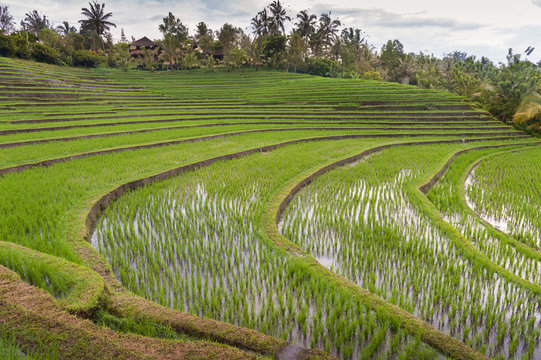 Rice Fields of Bali, Indonesia. Some of the most dramatic and beautiful rice terraces in Bali can be seen around the village of Belimbing in the Tabanan Regency. 