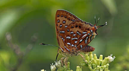 Butterfly, Butterflies feed on the flower, Aberrant Silverline ( Cigaritis vixinga )