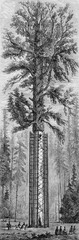 Illustration botanique / Sequoia toujours vert  / Le Père de la forêt