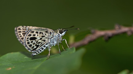 Butterfly, Butterflies feed on green leaf, Silver-breast Ace ( Sovia albipecta )