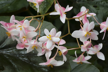 Begonia nitida / Bégonia