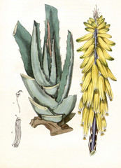 Illustration botanique / Aloe vera / Aloès vrai
