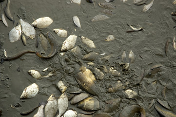 Pêche / Assèchement d'un étang