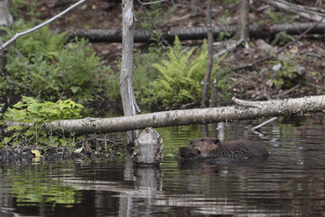 Castor canadensis / Castor du Canada
