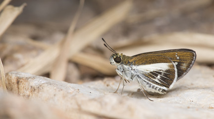 Butterfly, Butterflies feed on the rocks, Watson's Wight ( Iton watsonii )