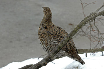 Lyrurus tetrix / Tétras lyre