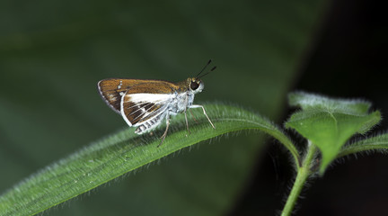 Butterfly, Butterflies feed on green leaf, Watson's Wight ( Iton watsonii )