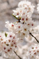 満開の桜