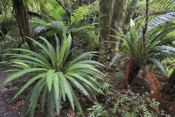 Forêt des Catlins / Nouvelle-Zélande