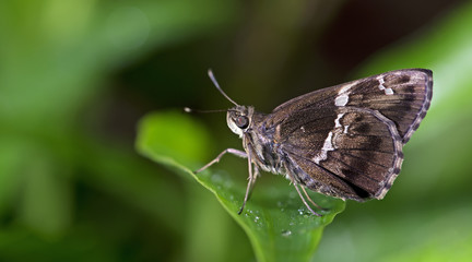 Butterfly, Butterflies feed on green leaf, Tree Flitter ( Hyarotis adrastus )