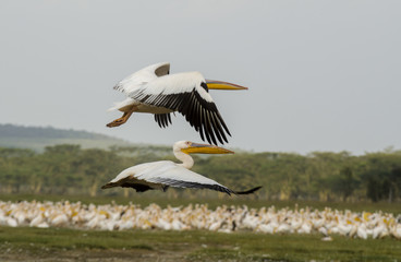Pelecanus onocrotalus / Pélican blanc