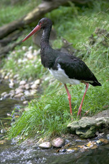 Ciconia nigra / Cigogne noire
