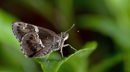 Fototapeta na wymiar Butterfly, Butterflies feed on green leaf, Tree Flitter ( Hyarotis adrastus )