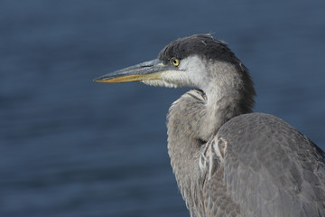 Ardea herodias / Grand héron bleu