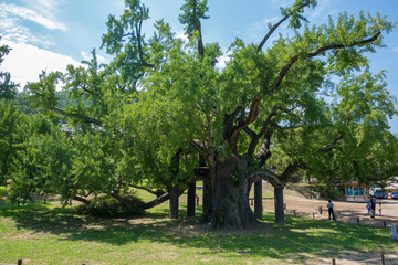 Very old big Ginkgo tree