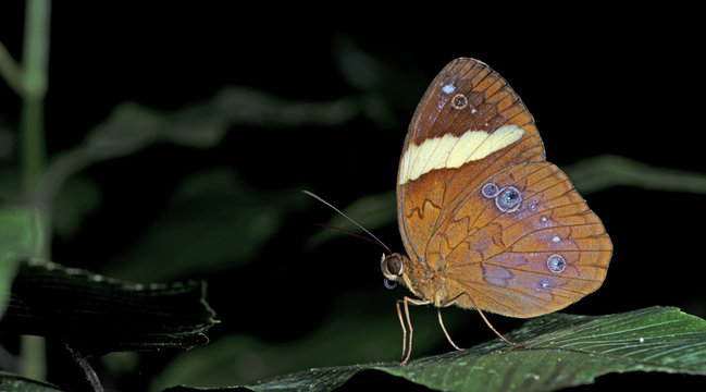 Butterfly, Butterflies feed on green leaf, Pan ( Xanthotaenia busiris )