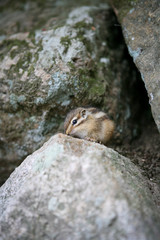 Squirrel between rocks in korea