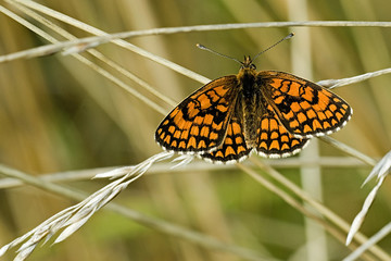 Mellicta athalia / Damier athalie