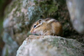 Naklejka na ściany i meble Squirrel between rocks in korea
