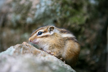 Squirrel between rocks in korea