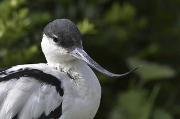 Recurvirostra avosetta / Avocette à nuque noire