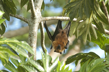 Pteropus seychellensis / Roussette des Seychelles