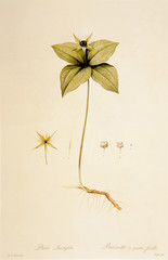 Illustration / Paris quadrifolia / Parisette à quatre feuilles