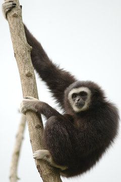 Hylobates lar / Gibbon à mains blanches