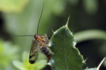 Panorpa communis / Mouche scorpion