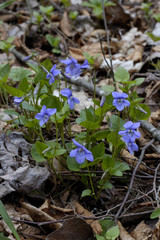 Viola silvestris / Violette de Reichenbach / Violette des bois