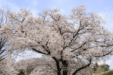 Fototapeta premium 満開の桜