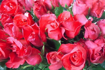 Red rose  background.