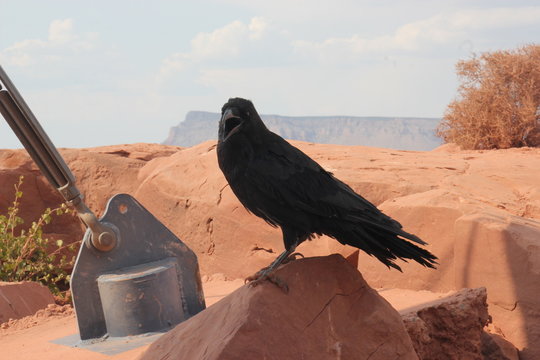 Raven at the Grand Canyon