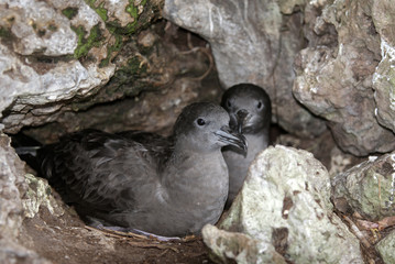 Puffinus pacificus / Puffin du pacifique / Puffin fouquet