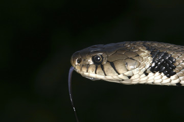 Natrix natrix / Couleuvre à collier