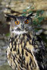 Bubo bengalensis / Grand duc indien