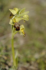 Ophrys fusca / Ophrys brun