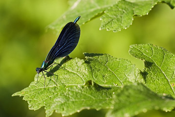 Calopteryx virgo / Caloptéryx vierge