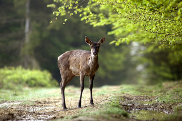 Cervus elaphus / Cerf rouge / Cerf d'Europe