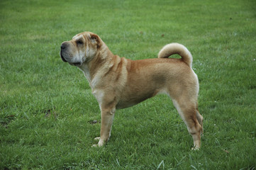 Chien / Race Shar-Peï