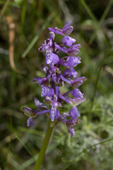 Orchis morio subsp. picta / Orchis peint
